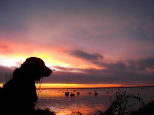 Labrador retriever at sunset