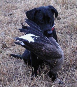 Labrador retriever Kudo with goose