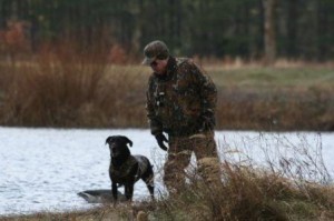 Labrador retriever on hunt