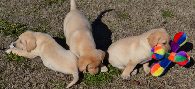 Yellow Labrador retriever puppies