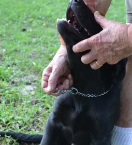 Correct Length for Jelly's Chain Collar, Labrador Retriever Training