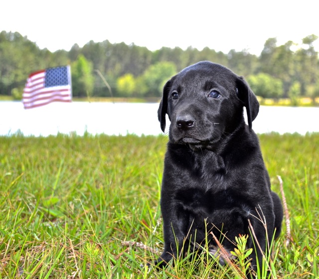 Embrace Memorial Day like an "American" Lab