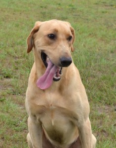 Summer Tips For Labrador Retreiver Dogs in heat, Paladin in Heat