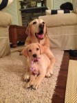 Piper, a new pup, with Bauer
