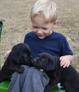 Rylan with Labrador retriever puppies
