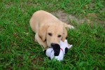 Ginny, Labrador Retriever puppy testimonial from happy owners for Twin Lakes Kennel
