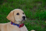 Ginny, Labrador Retriever puppy testimonial from happy owners for Twin Lakes Kennel