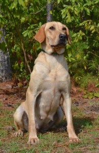 Missy, Labrador Retreiver Puppies for Sale, Twin Lakes Kennel, Woody Thurman