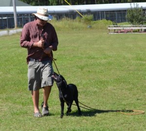 The Volunteer Heel, labrador retriever training tips
