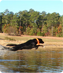 Basic-Obedience-Training-2