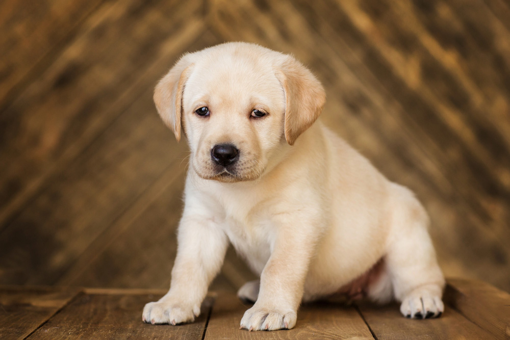 American Labrador Puppies For Sale: A Buyer’s Guide