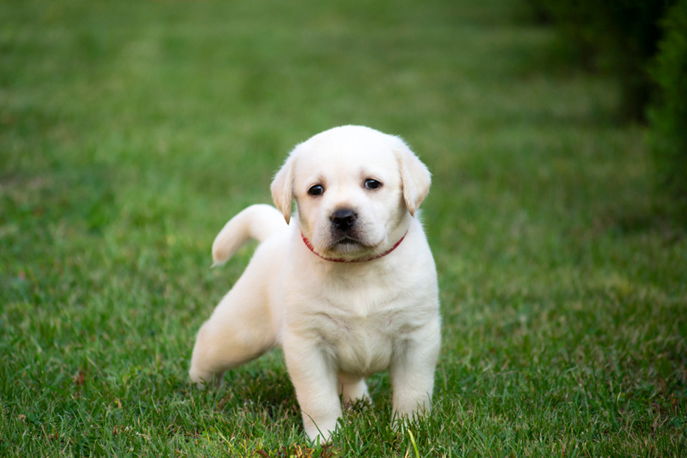 American Yellow Lab: What Makes This Breed Special