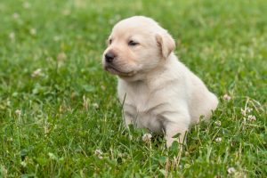 Average Cost Of American Yellow Lab Puppies For Sale