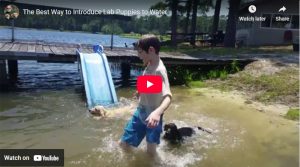 best-way-introduce-lab-puppies-water