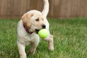 Black Vs. Yellow American Lab Puppies: Which Is Right For You?