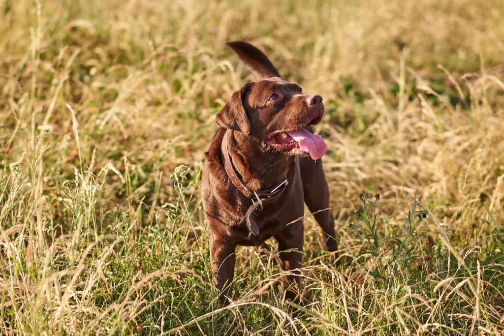 chocolate-labs-1024x683