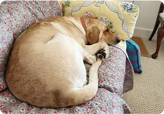 Dog sleeping on sofa