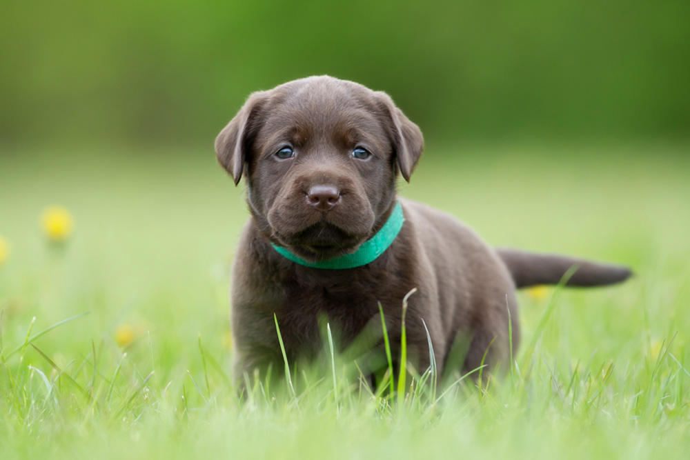 Everything You Need To Know About American Black Lab Puppies