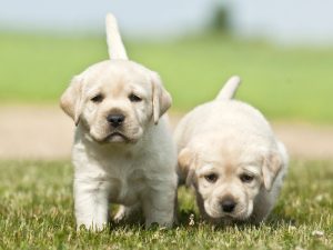 From Bloodline to Brilliance: What Makes the Best Labrador Retriever Breeders