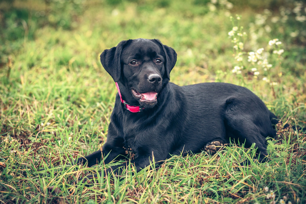 How Much Does A Black American Labrador Retriever Puppy Cost?