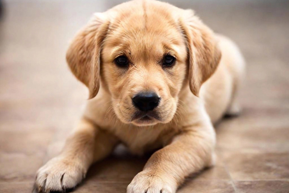 How To Care For American Labrador Retriever Puppies