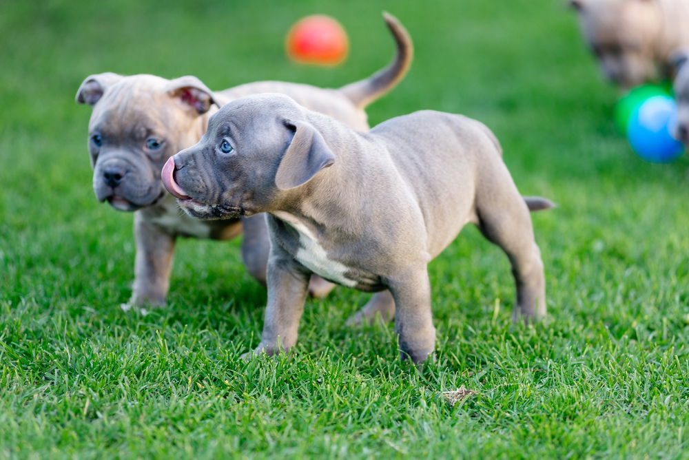 How to Find High-Quality American Lab Puppies for Sale from Trusted Breeders
