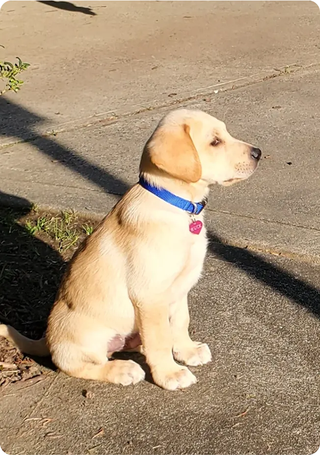 Puppies Standing