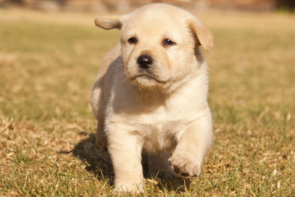 Purebred Lab Puppies: What Makes Them Worth Buying