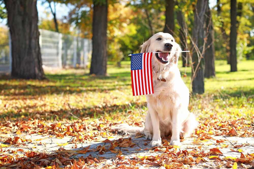 Questions To Ask An American Labrador Breeder Before Bringing Your Pup Home