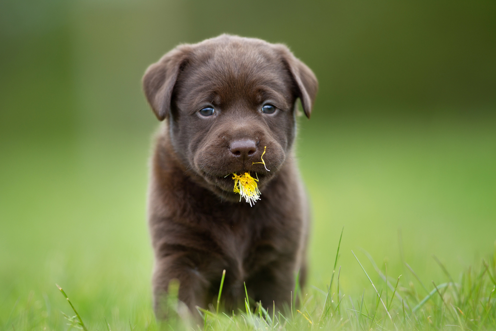 Spotting Healthy American Lab Puppies for Sale: A Breeder’s Guide