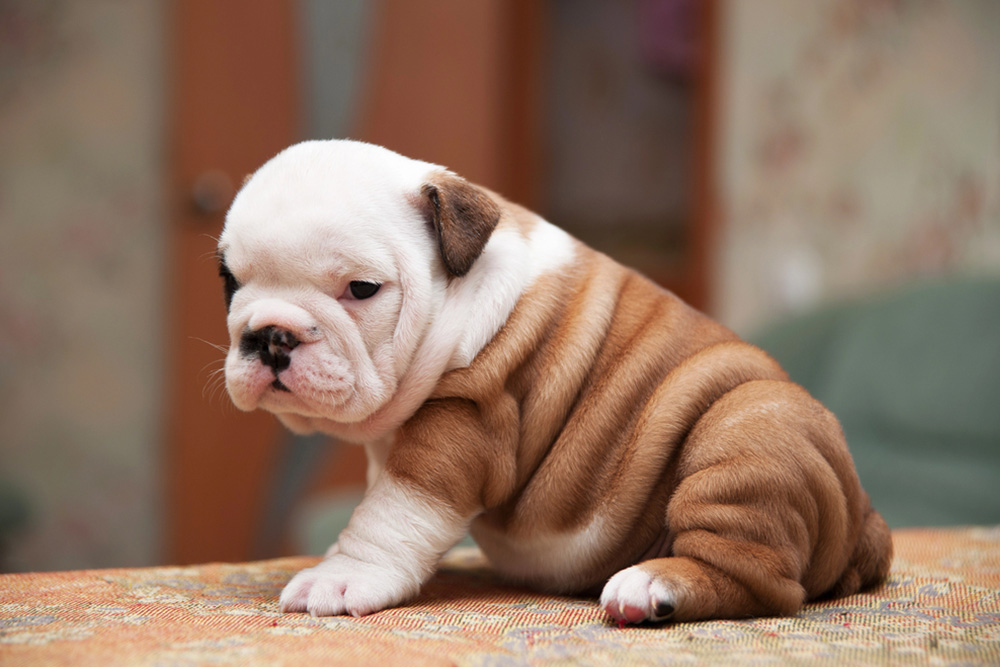 What First-Time Owners Should Know About American Lab Puppies