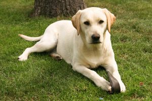 White Vs. Yellow American Labrador Retriever: Key Differences
