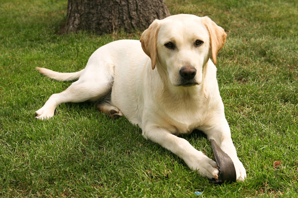 White Vs. Yellow American Labrador Retriever: Key Differences