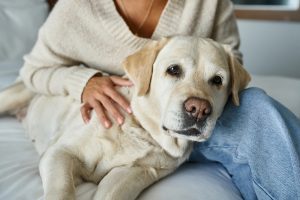 Why American Labradors Are Better Than Other Dog Breeds for Active Families
