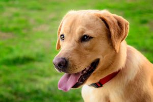 Why American Labs Excel As Hunting Companions