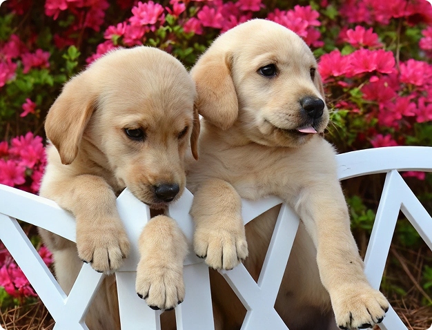 yellow-lab-puppies-featured-img
